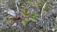 Taenidia integerrima