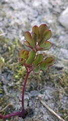 Taenidia integerrima