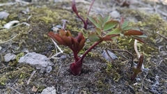 Taenidia integerrima