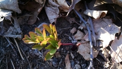 Taenidia integerrima