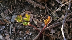 Taenidia integerrima