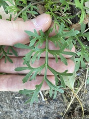 Lepidium bonariense