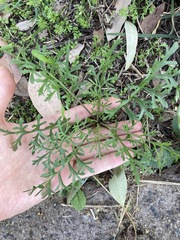 Lepidium bonariense