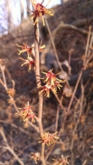 Hamamelis vernalis