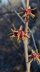 Hamamelis vernalis