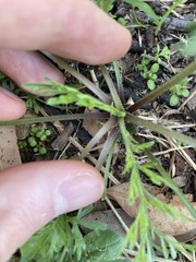 Lepidium bonariense
