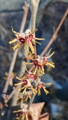 Hamamelis vernalis