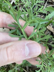 Lepidium bonariense
