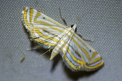 Parapoynx villidalis