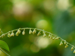 Crotalaria leptostachya