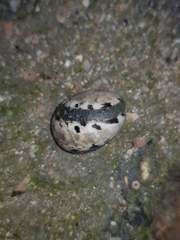 Nerita erythrostoma