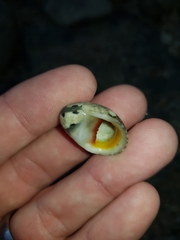 Nerita erythrostoma