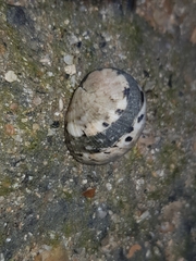 Nerita erythrostoma