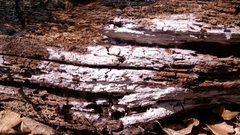 Byssocorticium pulchrum