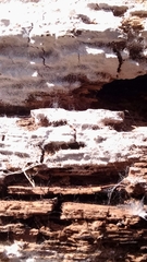 Byssocorticium pulchrum