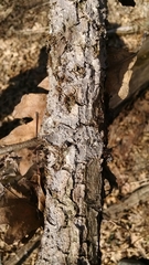 Byssocorticium pulchrum