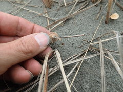 Paramarasmius mesosporus
