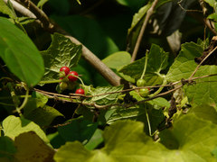 Cucumis maderaspatanus