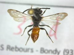 Nomada fabriciana