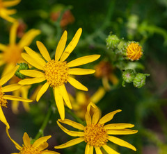 Jacobaea borysthenica