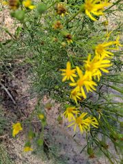 Jacobaea borysthenica