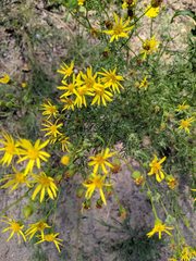 Jacobaea borysthenica