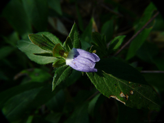 Cynarospermum asperrimum