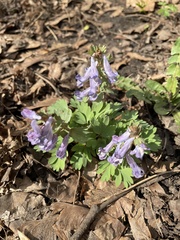 Corydalis solida