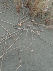Paramarasmius mesosporus