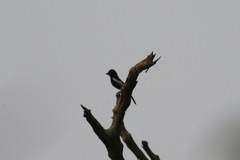 Melaniparus guineensis