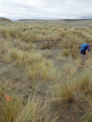 Paramarasmius mesosporus