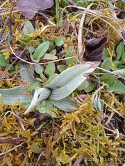 Ophrys fuciflora