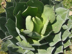 Agave chiapensis