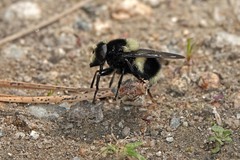 Volucella bombylans