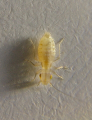 Trogium pulsatorium
