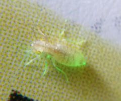 Trogium pulsatorium