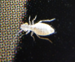 Trogium pulsatorium