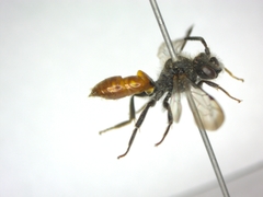 Nomada fabriciana