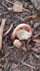 Sanguinaria canadensis
