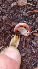 Sanguinaria canadensis