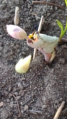 Sanguinaria canadensis