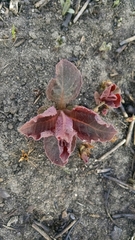 Triosteum perfoliatum
