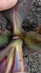 Triosteum perfoliatum