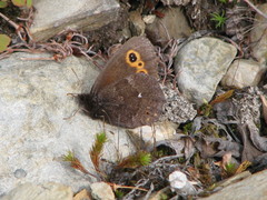Erebia embla