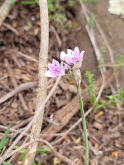 Allium praecox