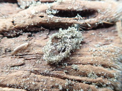 Anoteropsis litoralis