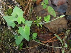 Mikania scandens scandens