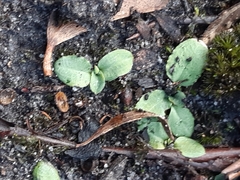 Pterostylis concinna