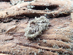 Anoteropsis litoralis