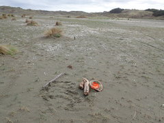 Anoteropsis litoralis